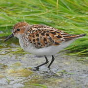 Little Stint