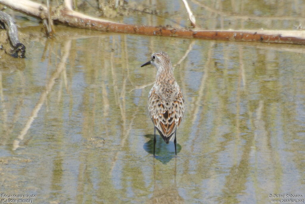 Little Stint, identification