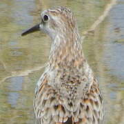 Little Stint