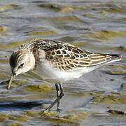 Little Stint