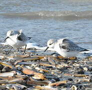 Bécasseau sanderling