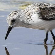 Bécasseau sanderling