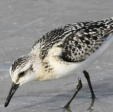 Bécasseau sanderling