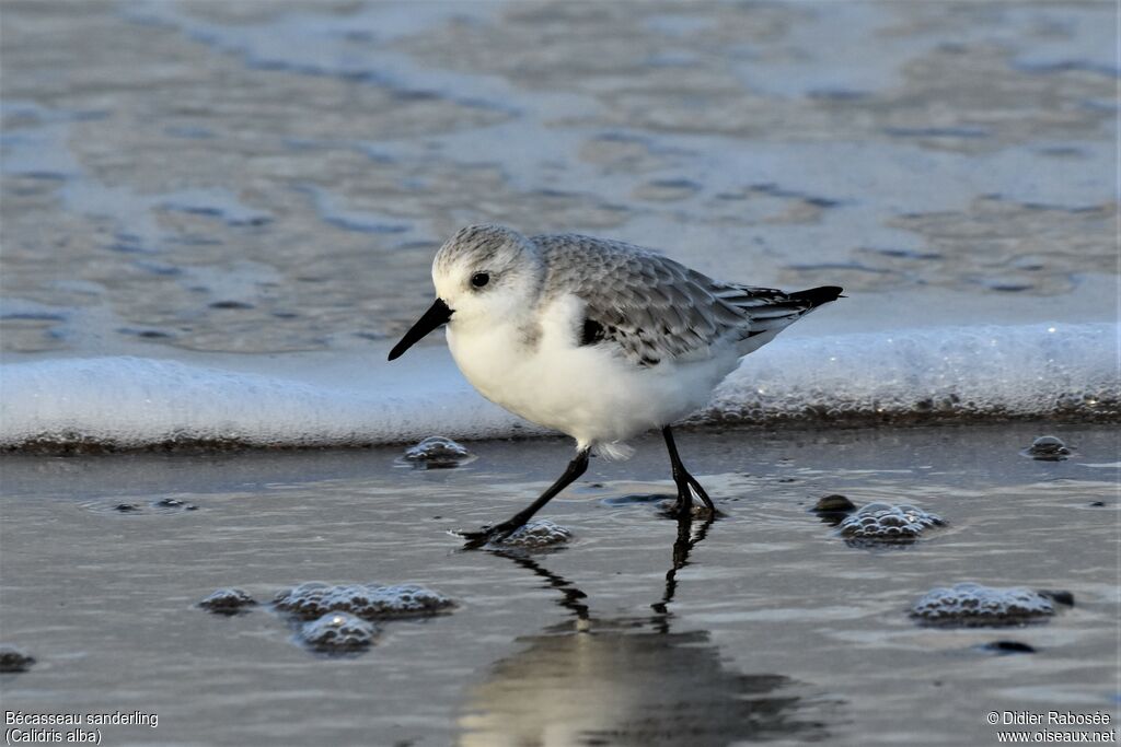 Sanderling