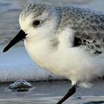 Bécasseau sanderling