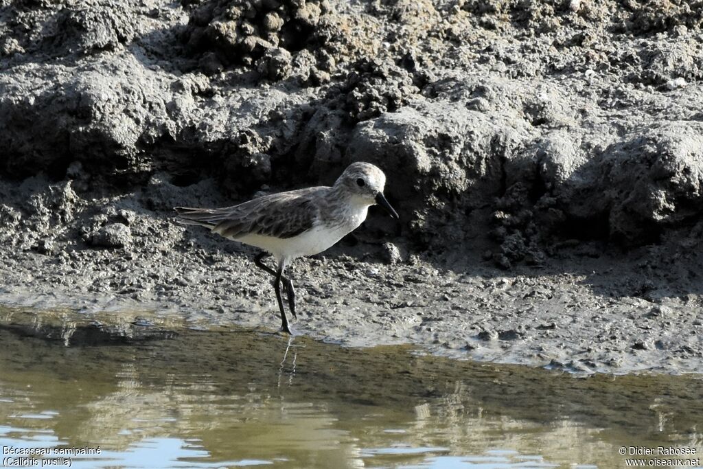 Semipalmated Sandpiperadult post breeding