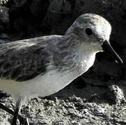 Semipalmated Sandpiper