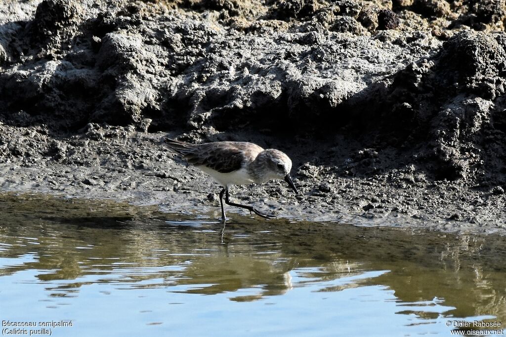 Semipalmated Sandpiperadult post breeding