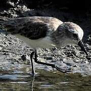 Semipalmated Sandpiper