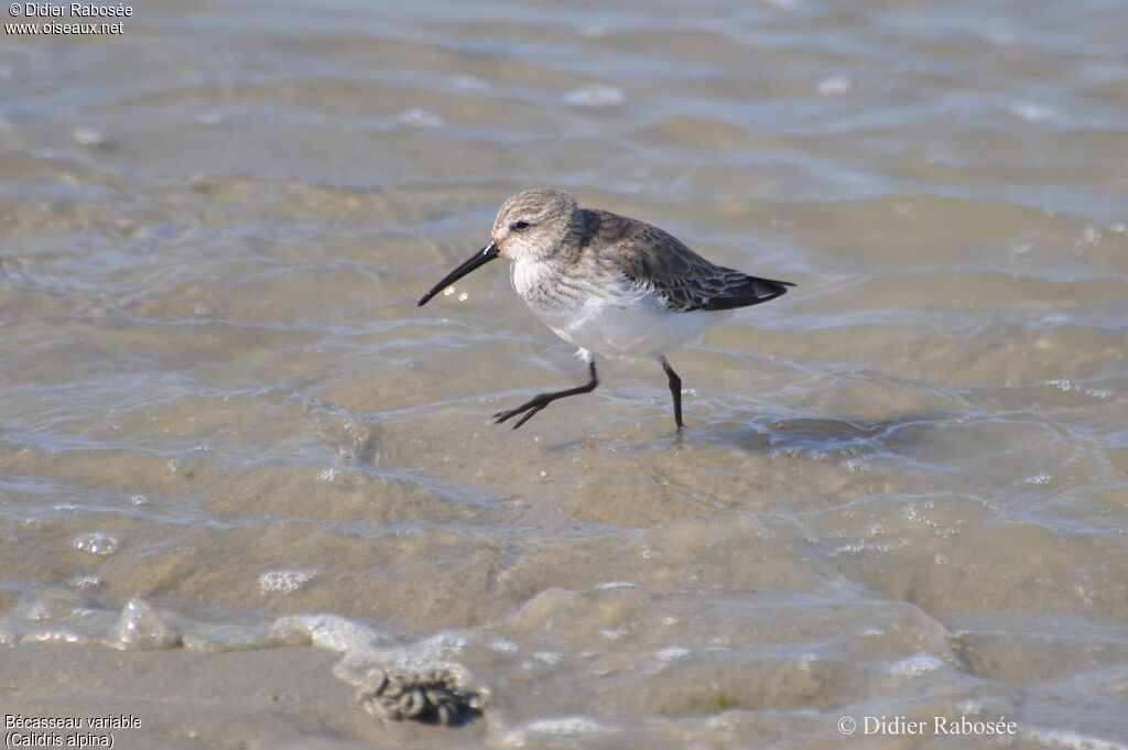 Bécasseau variable