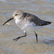 Dunlin