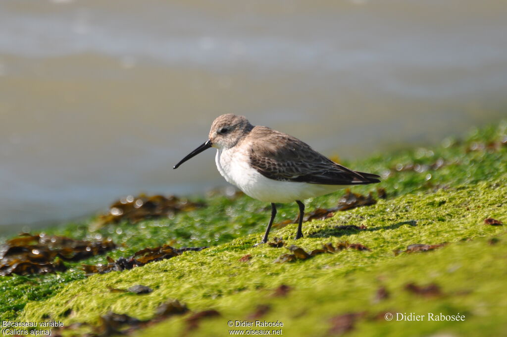 Dunlin