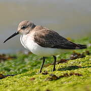 Dunlin