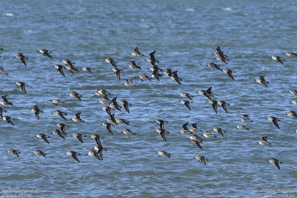 Dunlin, Flight