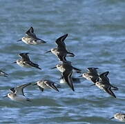 Dunlin