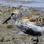 Dunlin