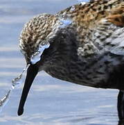 Dunlin