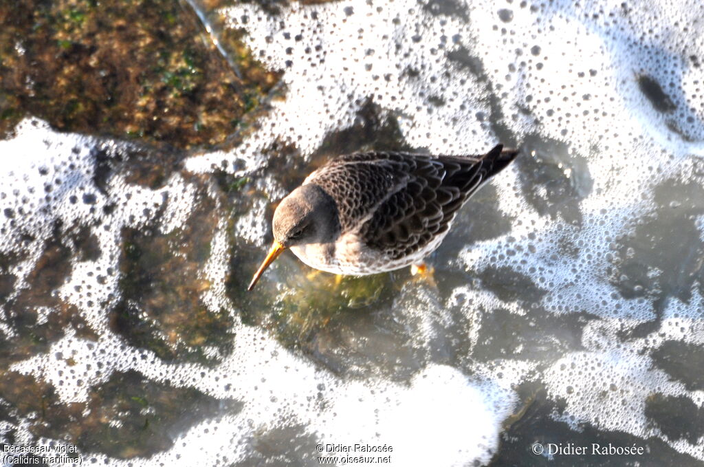 Purple Sandpiper