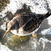 Purple Sandpiper