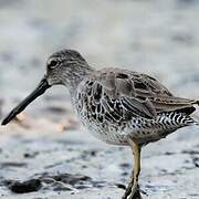 Short-billed Dowitcher