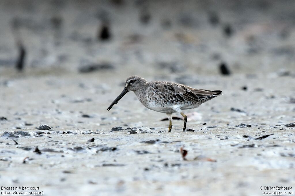 Short-billed Dowitcheradult post breeding