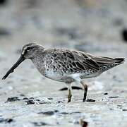 Short-billed Dowitcher