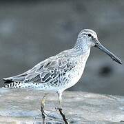 Short-billed Dowitcher