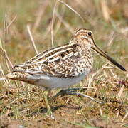 Common Snipe