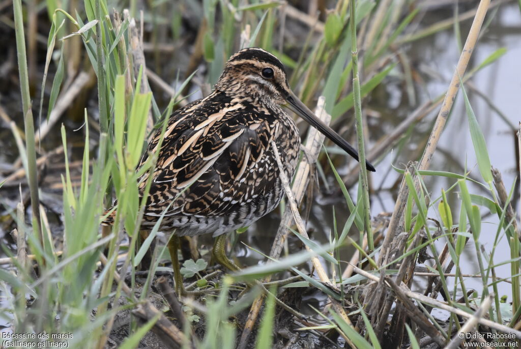 Common Snipe, camouflage