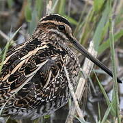 Common Snipe