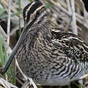 Common Snipe