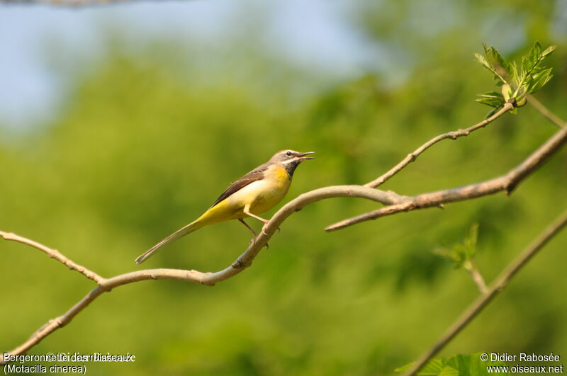 Grey Wagtail male, song