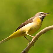 Grey Wagtail