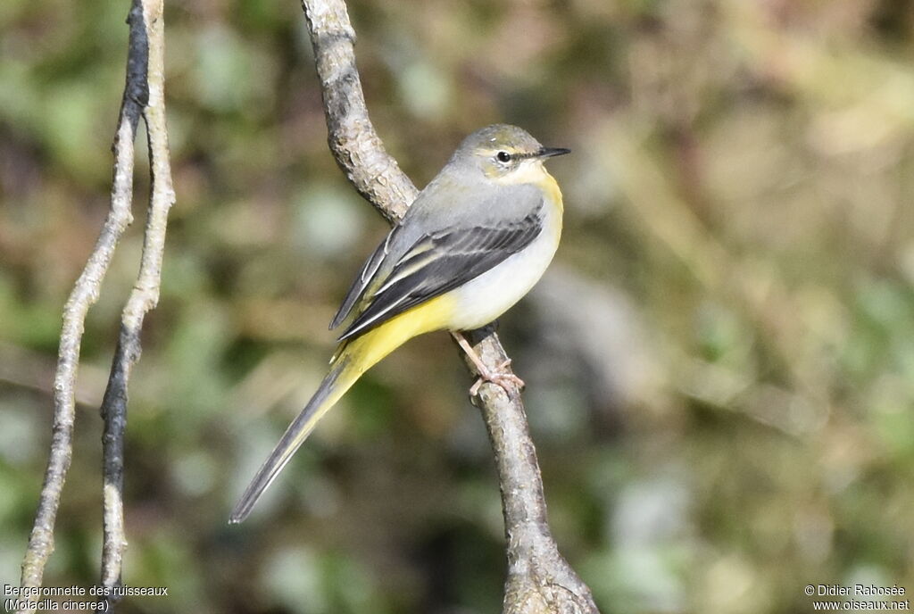 Bergeronnette des ruisseaux femelle