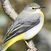 Grey Wagtail