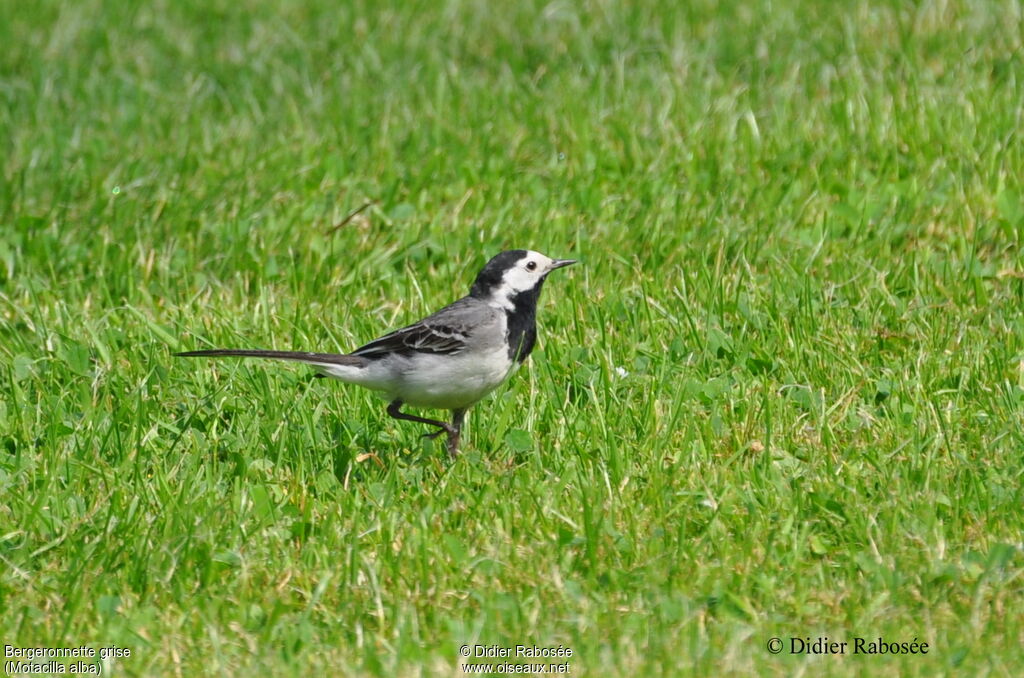 White Wagtail