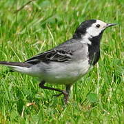 White Wagtail