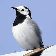 White Wagtail