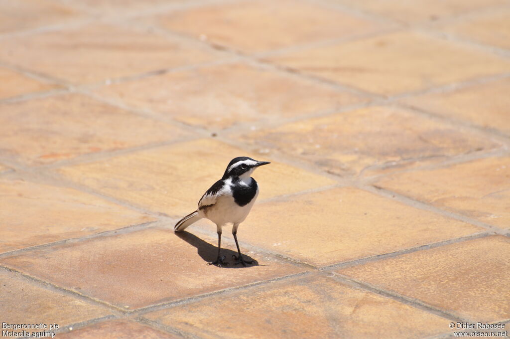 African Pied Wagtailadult