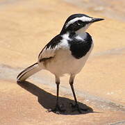 African Pied Wagtail