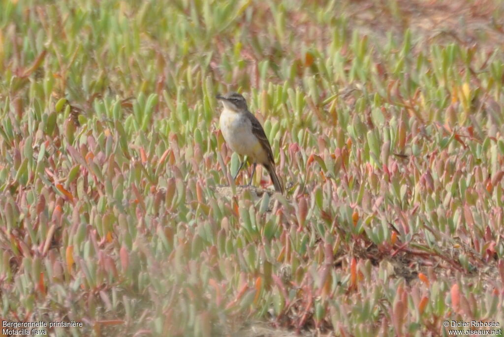 Western Yellow Wagtail