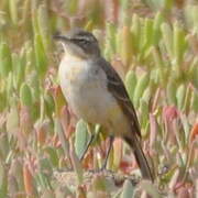 Western Yellow Wagtail