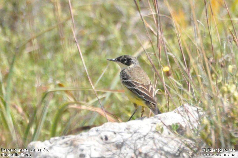 Western Yellow Wagtail female