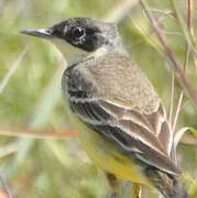 Western Yellow Wagtail