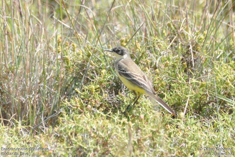 Western Yellow Wagtail female