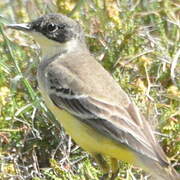 Western Yellow Wagtail