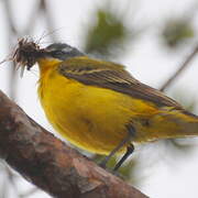 Western Yellow Wagtail