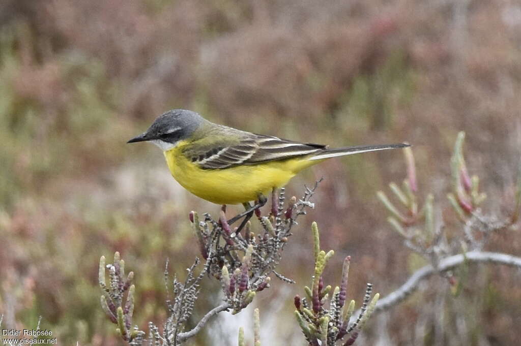 Western Yellow Wagtail male adult, identification