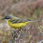 Western Yellow Wagtail