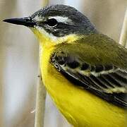 Western Yellow Wagtail